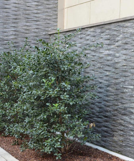 Rustic_Silver_Quartzite_Exterior_Commercial_Wall